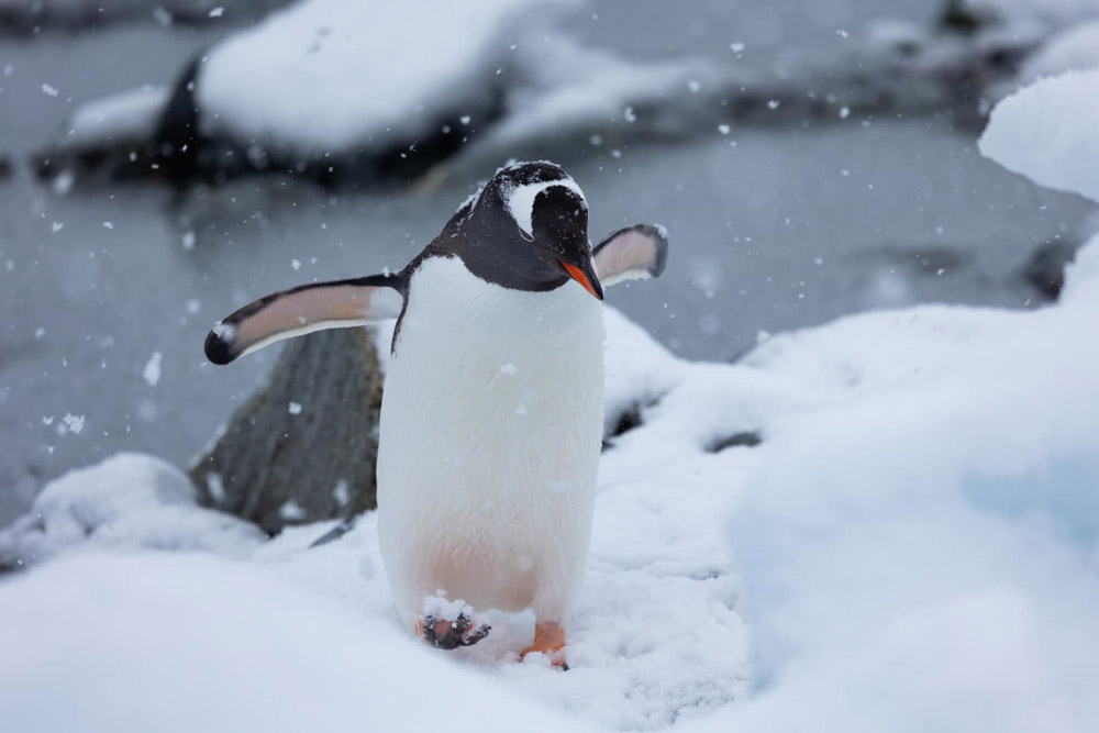 Antarctica penguin
