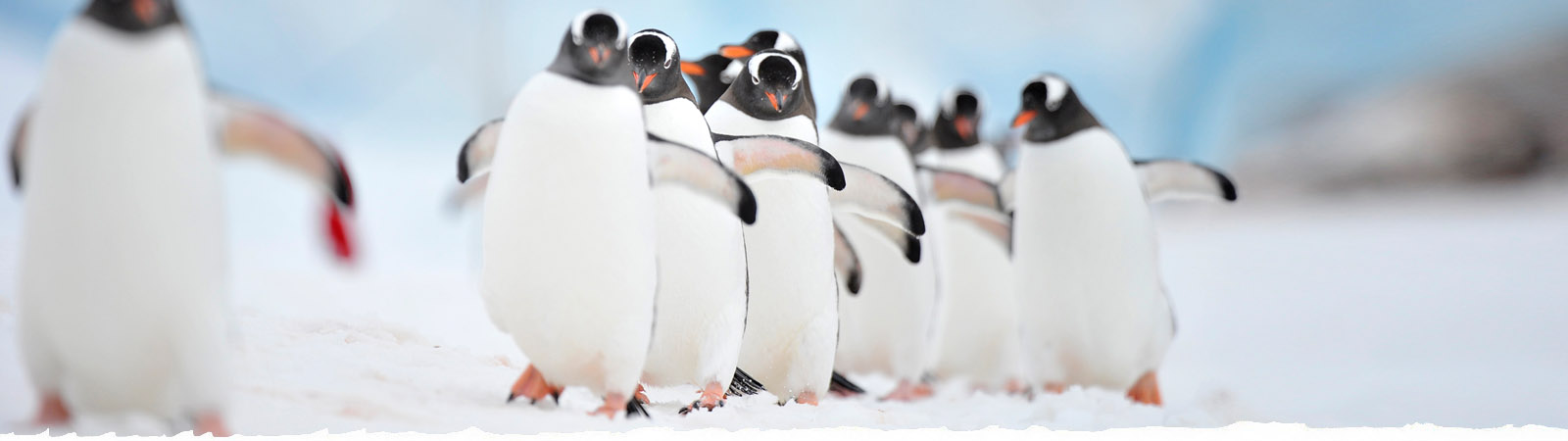 penguins